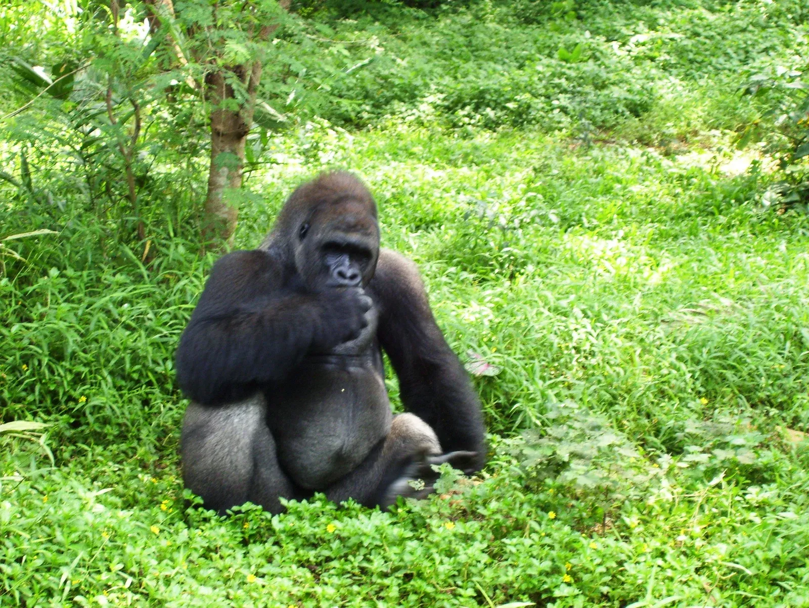 Gorila di Pusat Primata Schmutzer, Ragunan. Foto arsip 7 Mei 2007.
