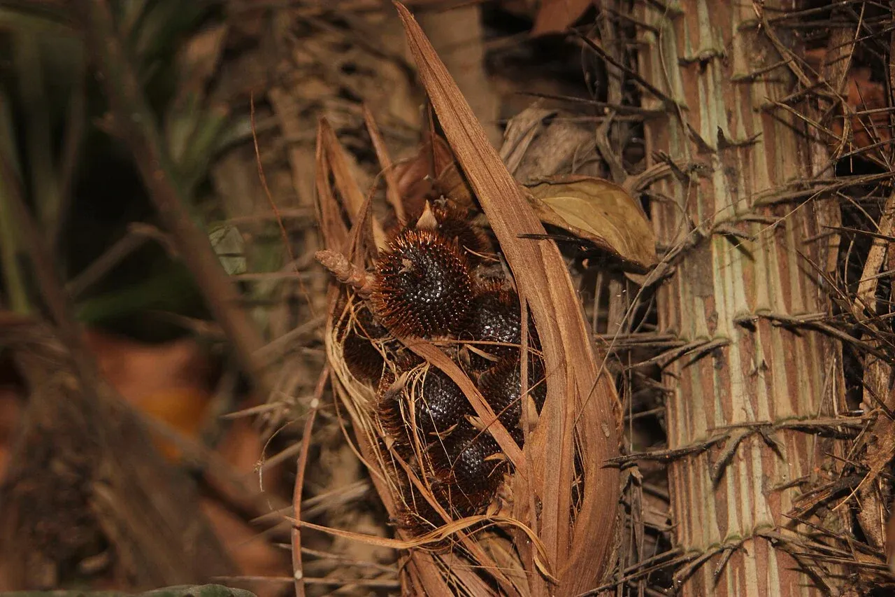 Salak Condet menurut identifikasi pembuat foto. Cocokkan bentuk objek saat pemeriksaan gambar.